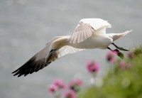 /album/sea-birds/bempton-498-filtered-jpg/